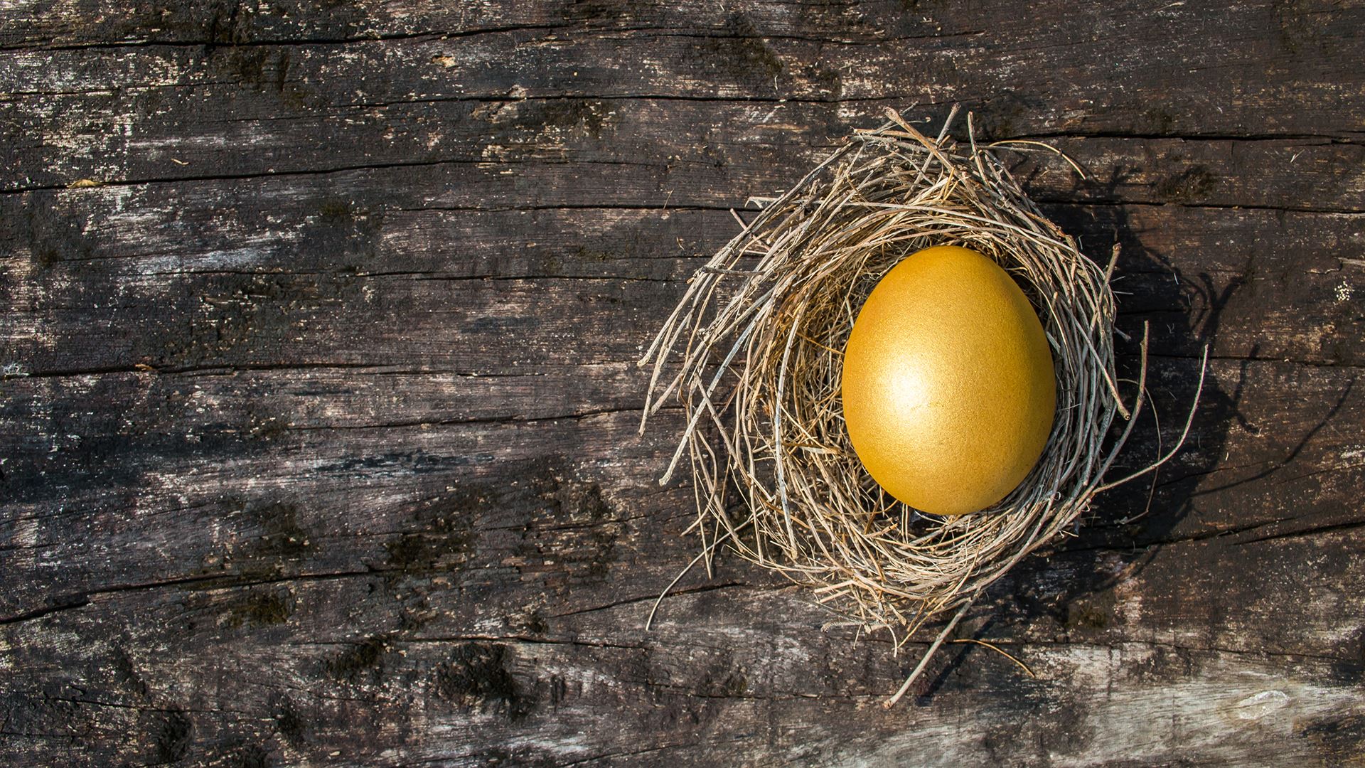 golden egg in nest