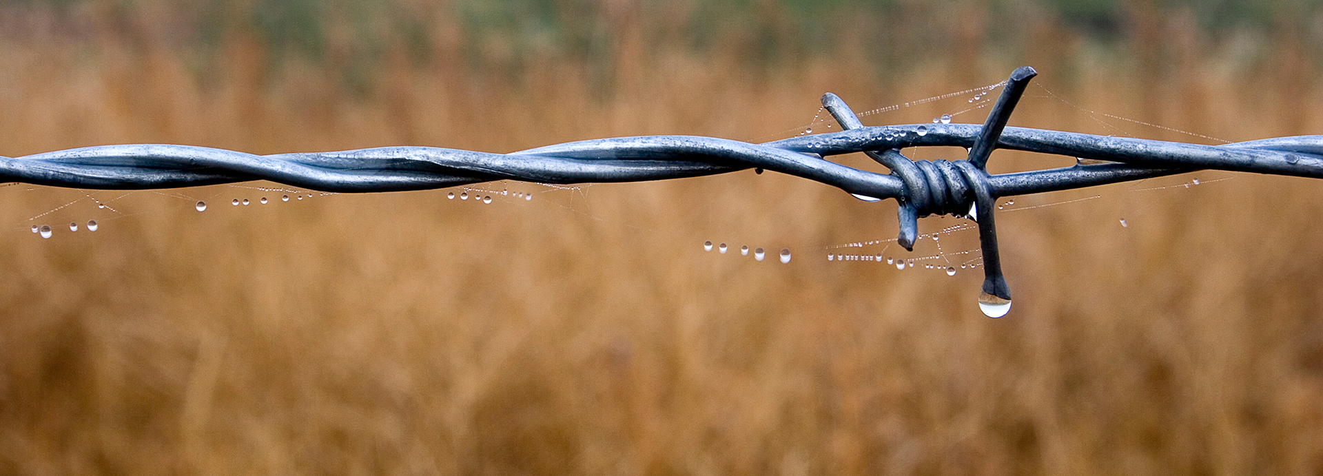 close up of barbed wire